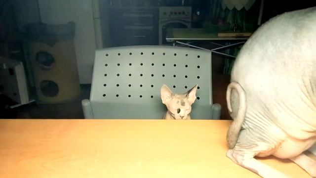 Кошки пришли на маникюр🐱🐱🐱 which kotosemya funny cats
