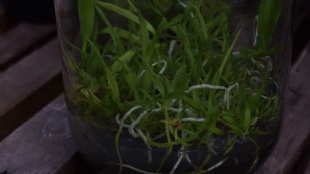 Laelia anceps - Como cultivar e Dicas para Geada смотреть онлайн