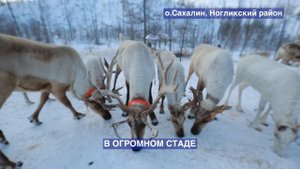 КАК ЖИВУТ ОЛЕНЕВОДЫ НА САХАЛИНЕ