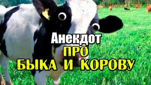 АНЕКДОТ ПРО БЫКА И КОРОВУ. СМЕШНОЙ АНЕКДОТ.