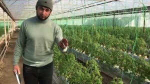 Доктор Харвест Форте, лучший!