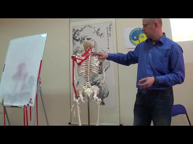 Семинар остеопатия МИОФАСЦИАЛЬНЫЕ ЦЕПИ МФЦ_42 смотреть онлайн