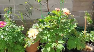 SINGING IN THE RAIN ITOH PEONY