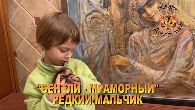 БЕНГАЛЬСКИЕ КОТЯТА, РАННЕЕ БРОНИРОВАНИЕ