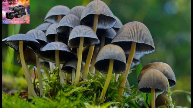 Интересные факты о грибах смотреть онлайн