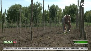 Как развивают сельское хозяйство на арендованных участках