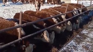 Телята Герефорды. Бычки. Быки. Коровы. КРС. Продажа. Ферма.