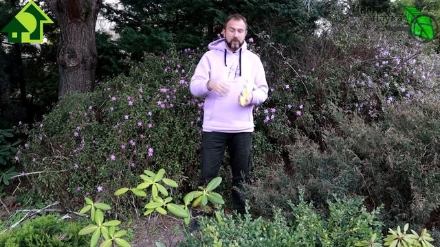 ЧУДО-УДОБРЕНИЕ ДЛЯ ГОЛУБИКИ и ГОРТЕНЗИЙ! УРОЖАЙ ОГРОМНЫЙ и ПЫШНОЕ ЦВЕТЕНИЕ ГАРАНТИРОВАНЫ!