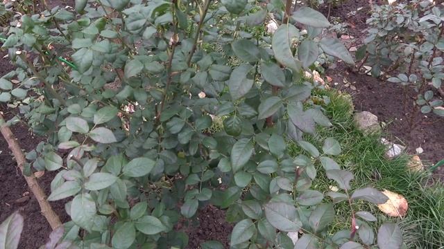 Розовый сад поздней осенью. Прекрасная новинка - роза Тиволи