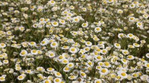 Футаж ромашка-луг-лето-цветы-поле-яркий