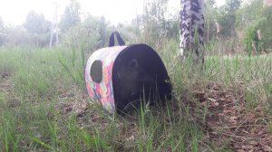 Поиски выброшенных малышей и их мамочки продолжаются