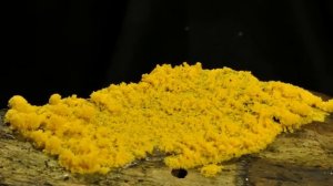 Fuligo septica big moving plasmodium