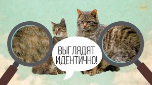 Как кошки приручили нас (дважды!)