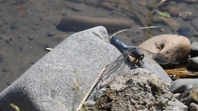 Вот такое голубое чудо!