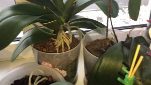 От добра добра не ищут. Чуть не загубила свои орхидеи. Лучшая кора-орхиата. Спасибо, Орхорай!