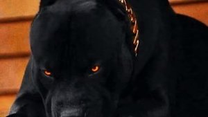 Бутырка шарик