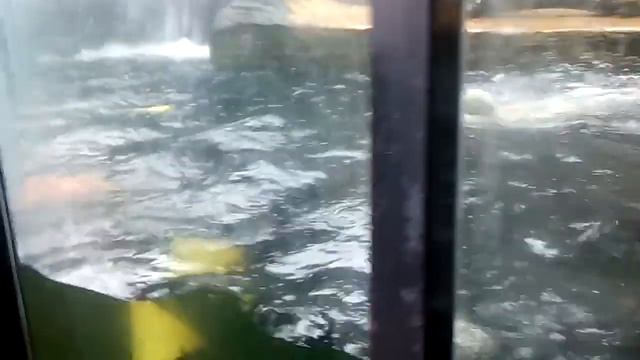 красивое купание белого медведя в зоопарке смотреть онлайн