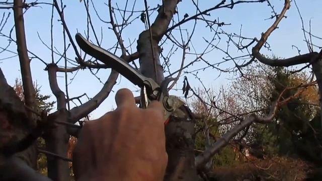 ЧЕМ ЛУЧШЕ ОБРАБАТАТЬ СРЕЗЫ. Результат  лечения ран и разрывов коры.