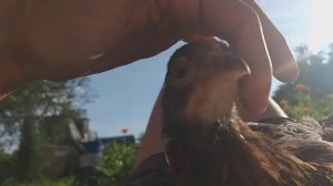 Курочки обожают когда им гладят ушки