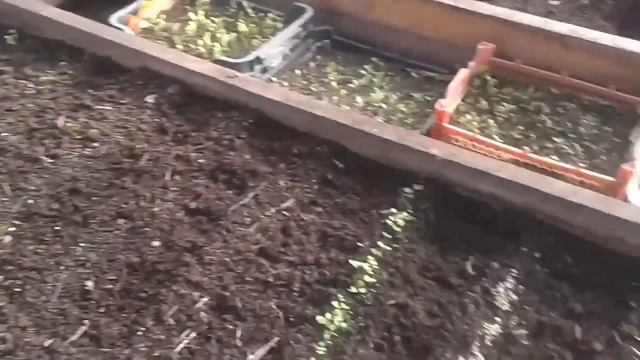 Наша урожайная теплица.Не променяем на "Супер-Кремлёвскую". смотреть онлайн