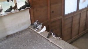 Голуби "Бабочки"