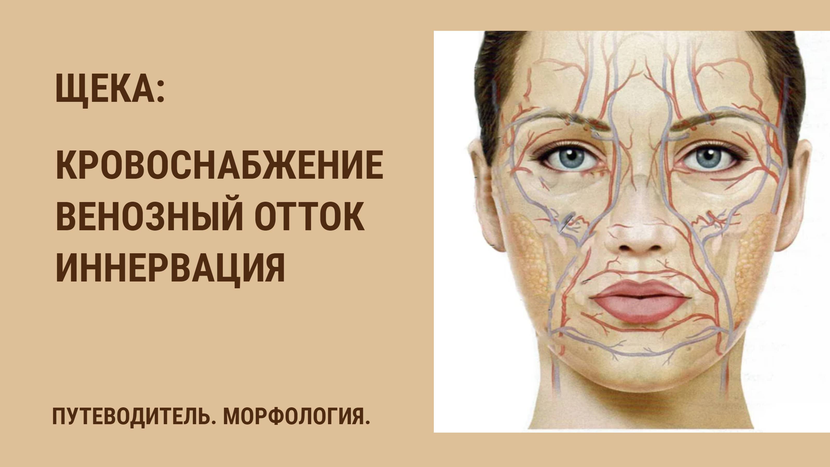 Кровоснабжение щеки. Венозный отток от щеки. Иннервация щеки