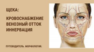 Кровоснабжение щеки. Венозный отток от щеки. Иннервация щеки