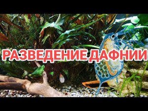 РАЗВЕДЕНИЕ ДАФНИИ В ДОМАШНИХ УСЛОВИЯХ