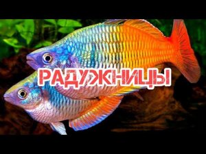 РАДУЖНИЦЫ. СОДЕРЖАНИЕ И РАЗВЕДЕНИЕ В АКВАРИУМЕ