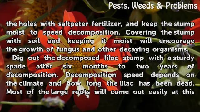 How to Get Rid of Old Lilac Roots and Trunks смотреть онлайн