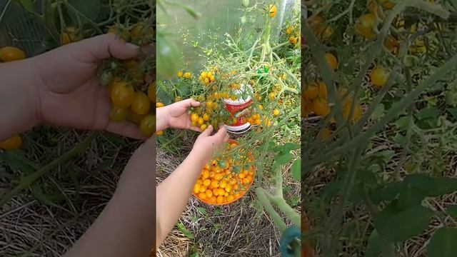 Томат " Ильди" смотреть онлайн