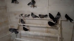 Николаевские голуби. Не погода и уборка голубятни. 4.11.22г.