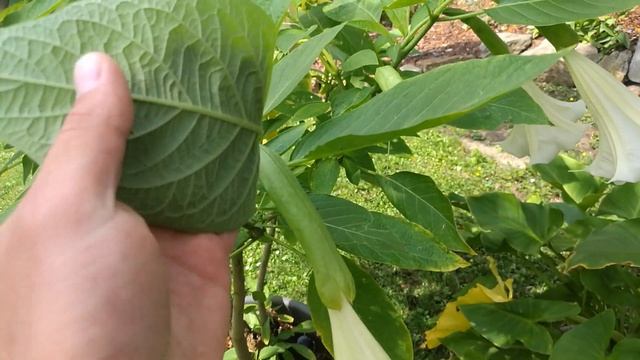 #Уход#за#бругмансией#в# домашних#условиях смотреть онлайн