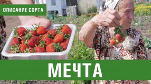Клубника. Описание сорта Мечта. Айтжанова Светлана Дмитриевна о сортах земляники.