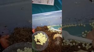 Замораживаю яйца своей улитки Ахатины после кладки