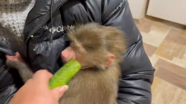 Люська увидела на прогулке свою СТАЮ ГАМАДРИЛ и вернулась какая-то тихая…, НО, НЕ НА ДОЛГО))) смотреть онлайн