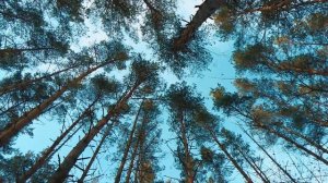 Трехколесные электроскутеры citycoco 2000w vs 3000w (сравниваем зимой)