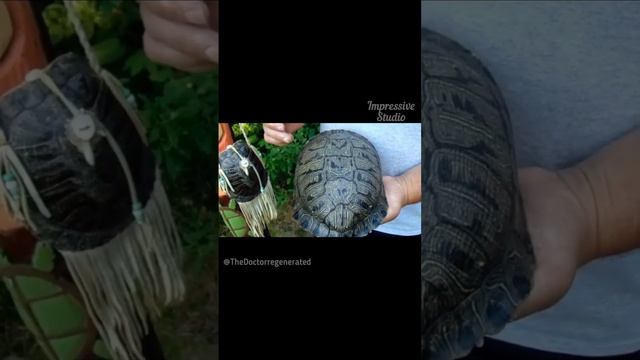 Черепаха хранит множество ответов на вопросы цикла нашего царства. #исследование #история смотреть онлайн