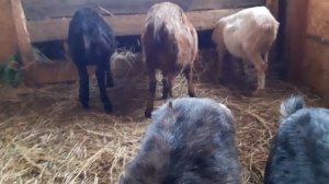 Сколько раз в день выдаивать козу после окота.?