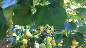 Blenheim Apricot - Royal Apricot (INFO)