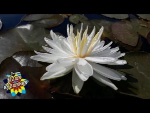 Нимфея Snowflake (Снежинка) кувшинка, waterlily, водные растения, пруд