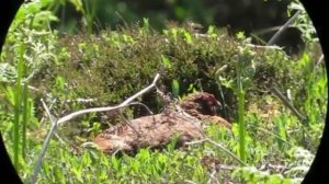 Lagopède d'Ecosse - Red Grouse - Lagopus lagopus scoticus 3/4