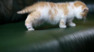 Отдадим рыжего котёнка в добрые руки