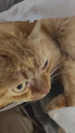 Кот Филя упаковался