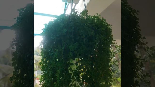 littile world by sns.hanging plant.baby tear. смотреть онлайн