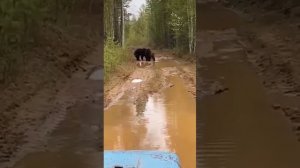 Медведи дерутся. старое Тимошкино, Барышский район, Ульяновская область.