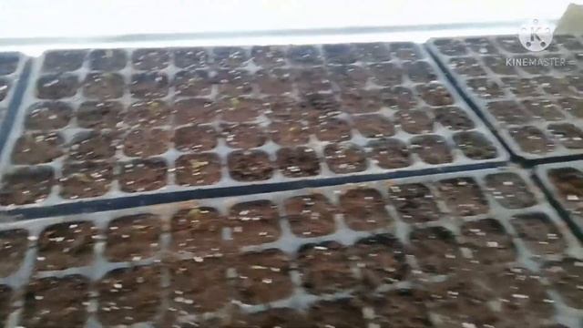 ПОГИБЛА ВСЯ РАССАДА// ИЗ ЗА ДЫМА ПЕЧКИ смотреть онлайн