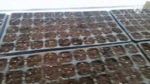 ПОГИБЛА ВСЯ РАССАДА// ИЗ ЗА ДЫМА ПЕЧКИ