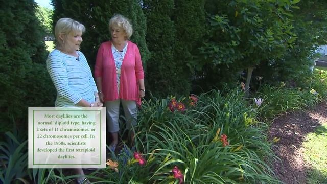 Hybridizing Daylilies as a Hobby | Volunteer Gardener смотреть онлайн