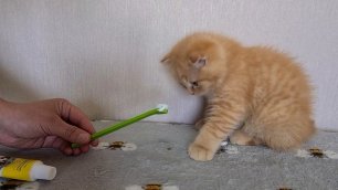 Котенок чистит зубки смешные коты кошка Фокси и котята